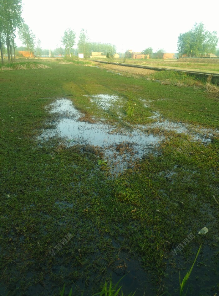 春季雷强之十三,暴雨过后,厚浮萍塘好打黑
