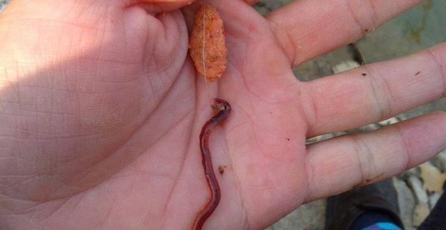 用蚯蚓等轻质饵料,调漂准确找到底的2个方法