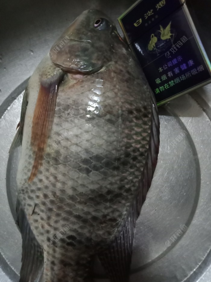平沙野河钓鱼，钓获人生最大罗非鱼
