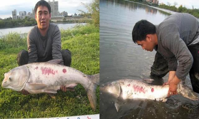 钓到如此大鲢鳙鱼，该不该放生？