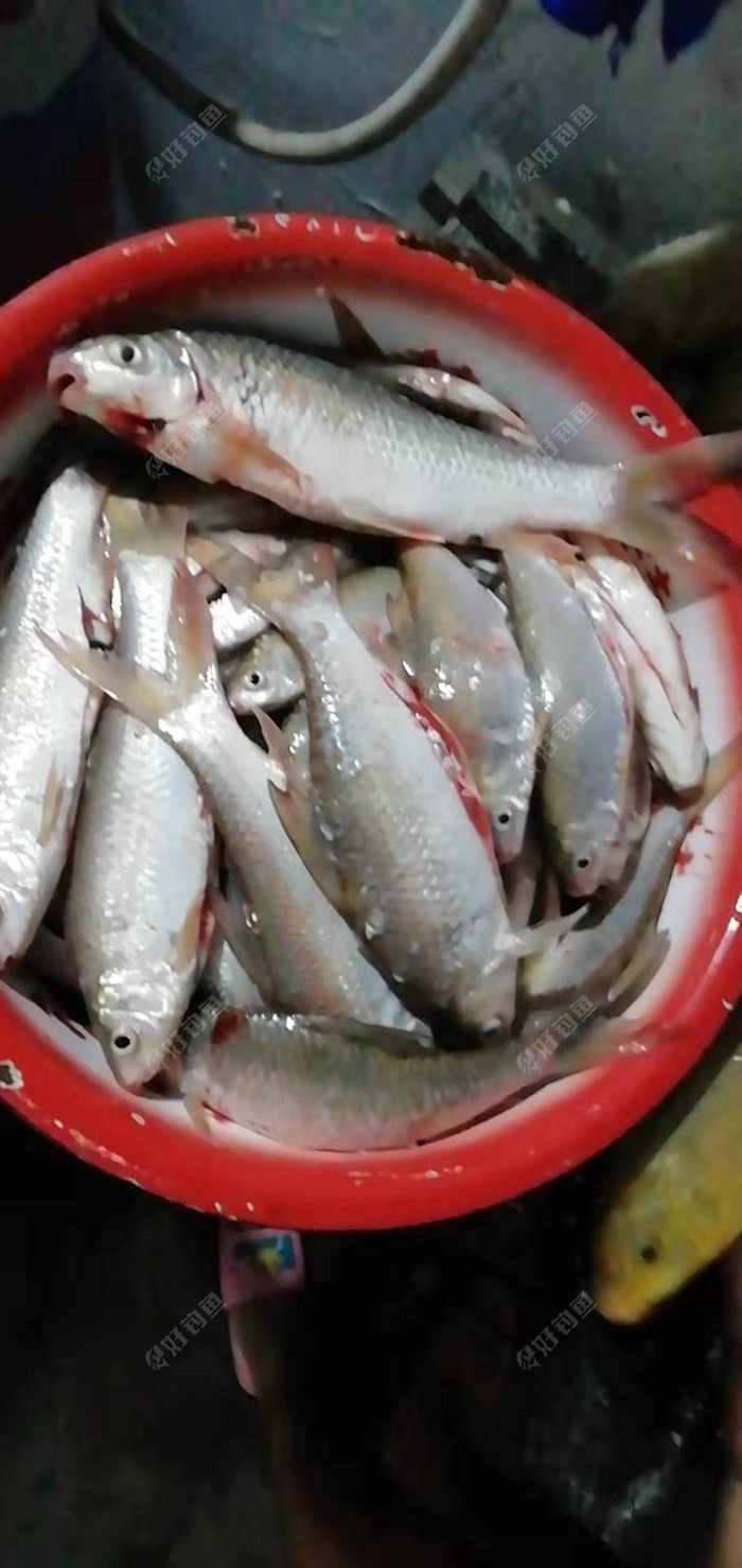 桥底土鲮拉得爽歪歪,家附近河流