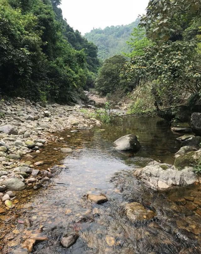 大山里的精灵溪石斑，溪流钓这种鱼的技巧