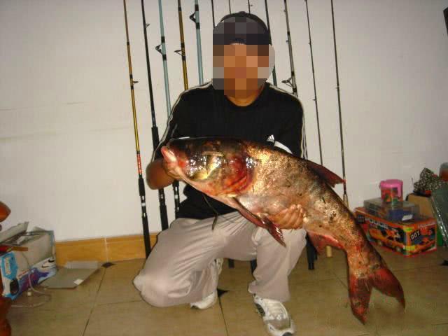 如何区分鲢鱼和鳙鱼,又该如何垂钓此鱼呢?附自制饵