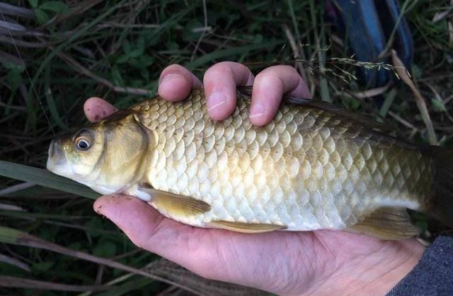 深秋钓鲫鱼子线多长?饵料蚯蚓红虫这种长度合适吗