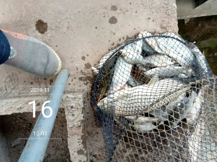 玩筏竿啦,沭河红虫蚯蚓钓鱼