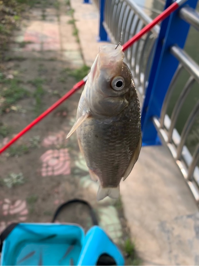相约五一 昨夜喜雨降，今朝拐子来