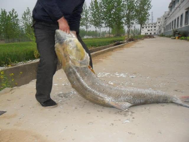 人在水中会被鱼撞死吗？水中霸王鳡鱼让人感到害怕