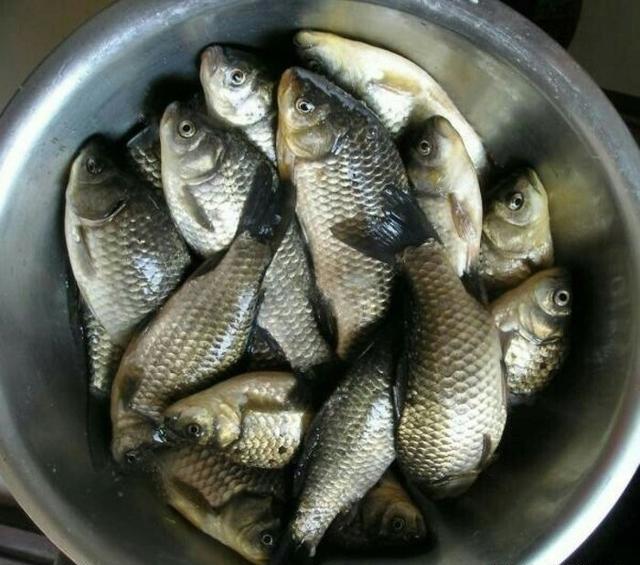 春季钓鲫鱼,蚯蚓作钓实战经验,钓获10多条鲫鱼