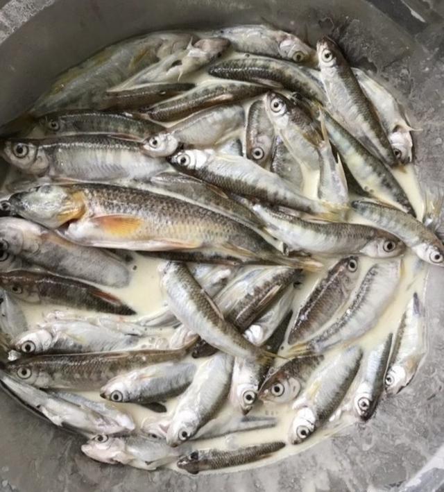 溪流探钓,野钓名贵石斑鱼,钓获60多条马口鱼