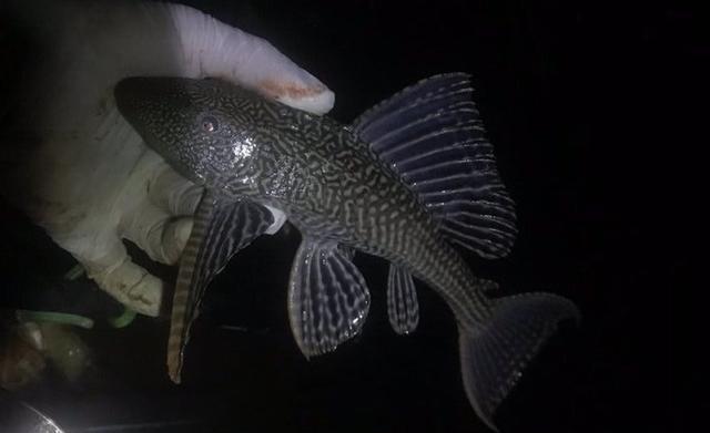 夜钓,钓获鲮鱼、鲫鱼和鲤鱼,竟然还钓获清道夫