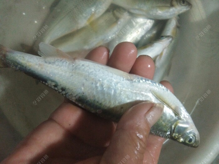 再钓水埧下，收获特大的大眼鳊鱼