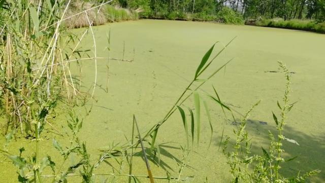 钓鱼遇到这种浮萍烂叶塘,直接使用蚯蚓这样钓