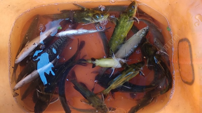 传统钓扫黄撸鲫两不误