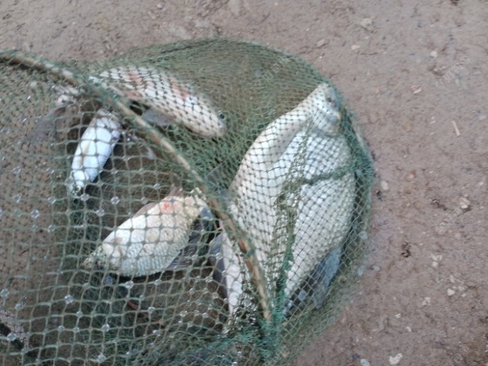 继续钓支流，鳊鱼上岸来