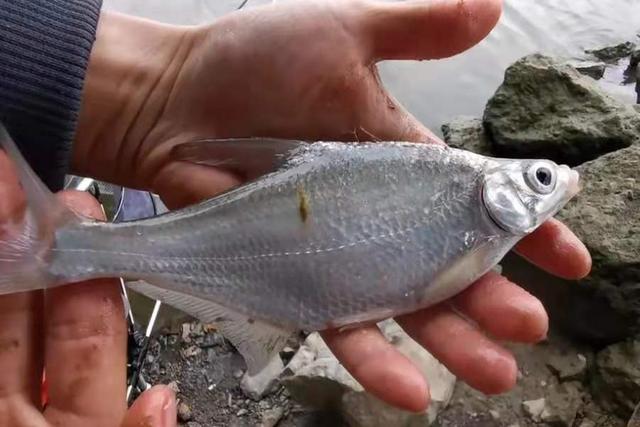难怪夏钓鳊鱼十拿九稳,只需换用这招式