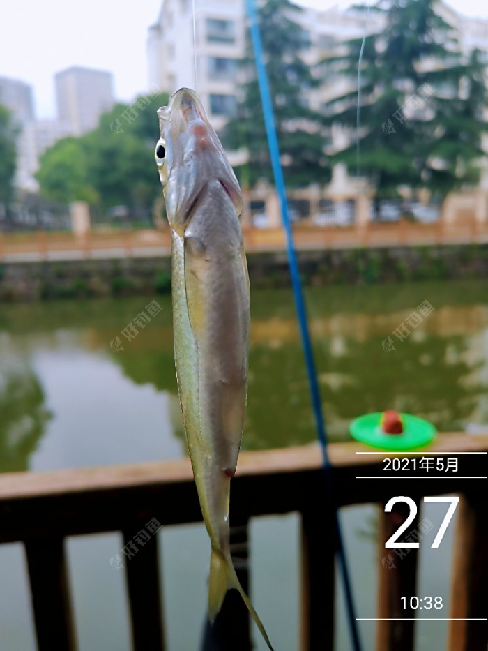 明知目标鱼没有 钓钓白条也过瘾