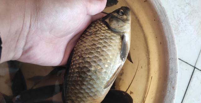 钓鲫鱼用自制诱食剂后,初学钓友表示板鲫爆连太简单