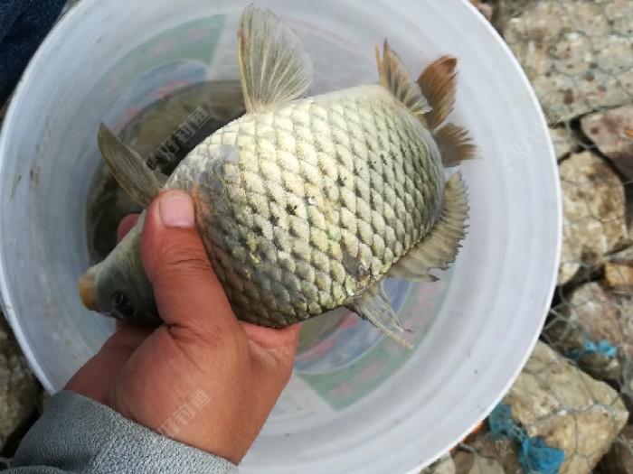 就是这条小鲤鱼,这个是最后,放桶里面准备回家时候拍的