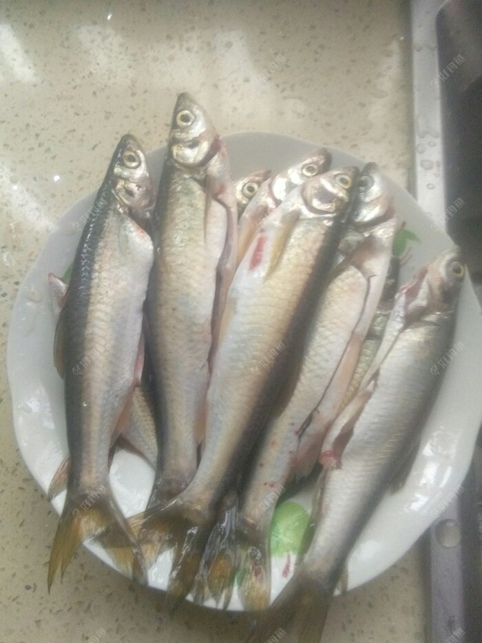 绵绵细雨中，顶着弯弓蹓白条