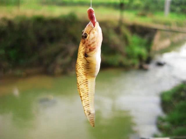 长得像鲶鱼,身上有花斑,钓鱼人又爱又恨的“爬地虎”鱼