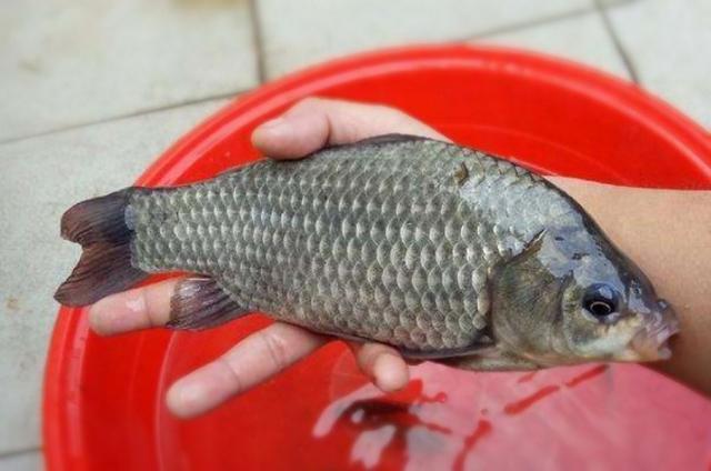 夏天对付大鲫鱼,用拉饵好还是搓饵更合适