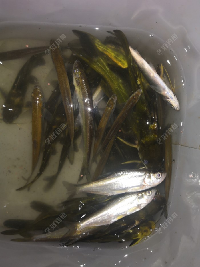 野钓黄颡鱼的钓法大全,从入门到精通