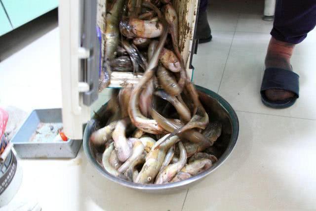 海钓海鲶鱼的钓法技巧,海钓友的入门鱼