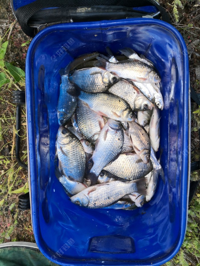 战利农河,与鳊鱼无缘,鲫鱼爆护