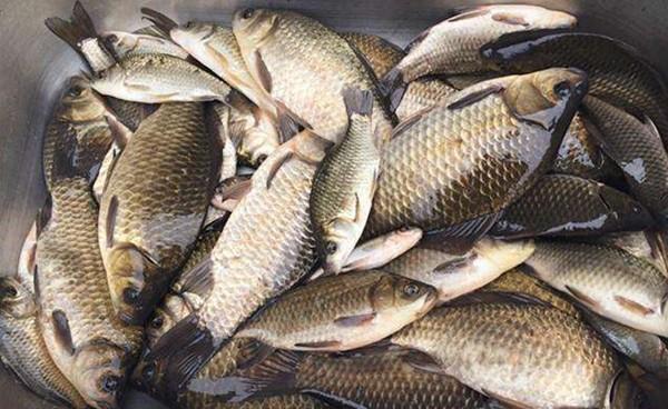 晚秋钓鲫鱼,红虫饵料的4种挂钩方法,助你连竿