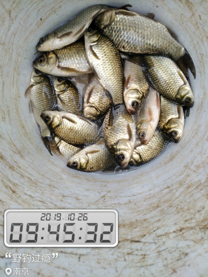 初试红虫颗粒打窝,留鱼续窝时间长