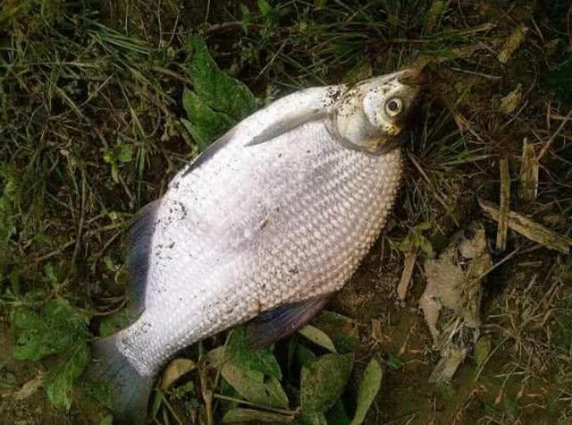 鳊鱼嘴馋属于傻鱼,分享一种特效饵和三种钓法