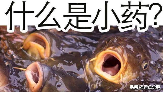 深度解析,钓鱼小药在垂钓中的作用、成分、原理