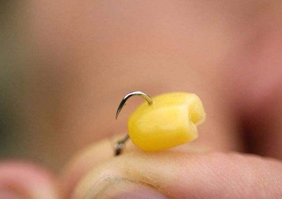 老玉米这样处理,上手简单费时短,一粒玉米一条鱼