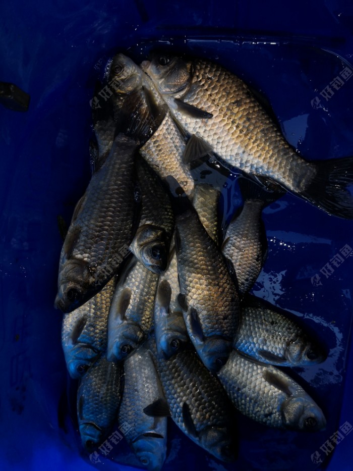 再战白马湖,大风大浪中战鲫