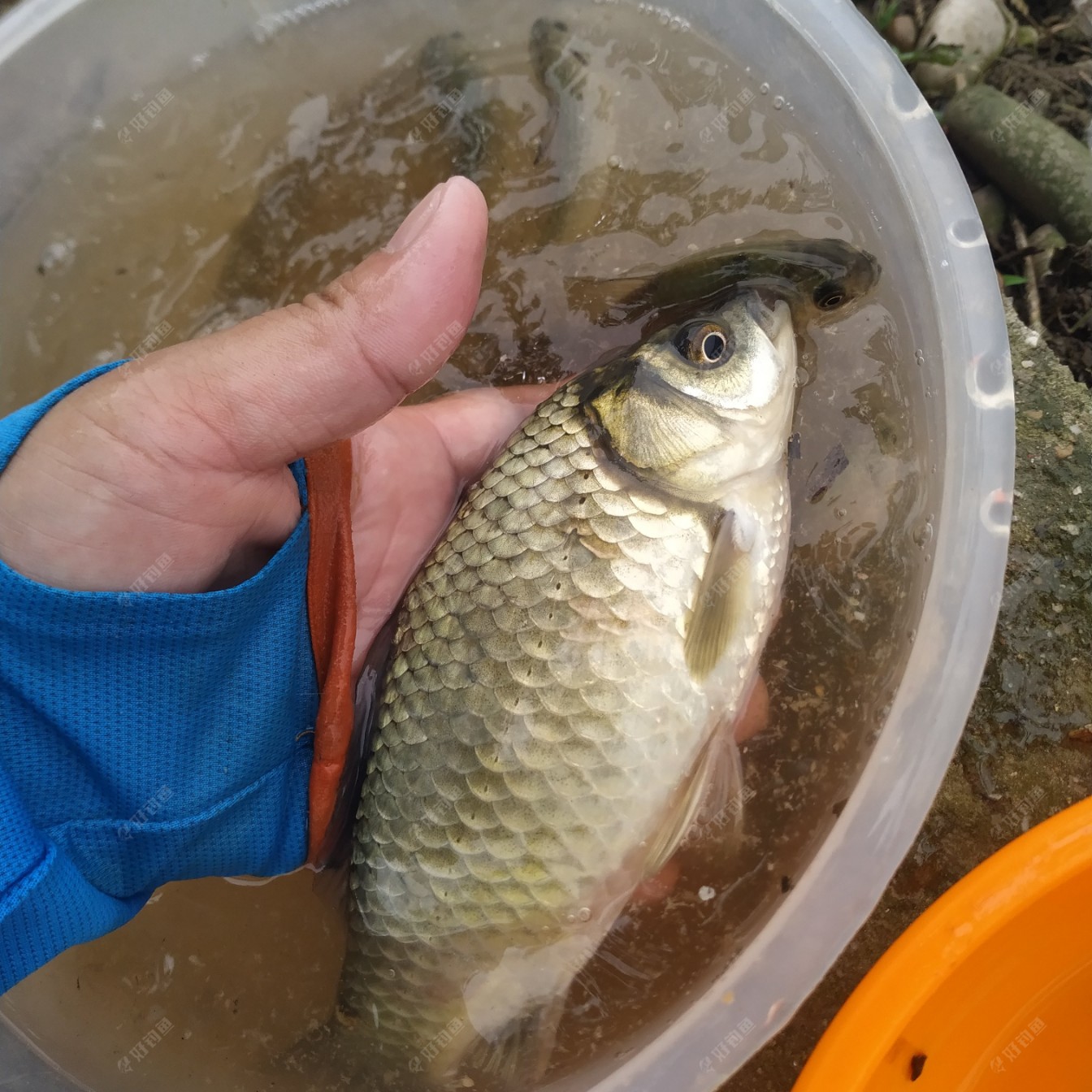 守得奶鲫见大板