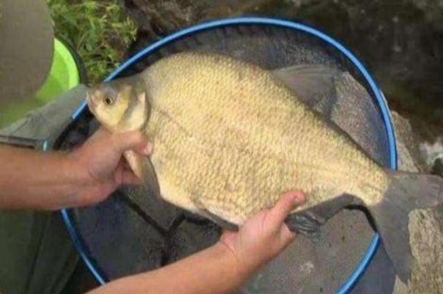 钓了十二年鳊鱼才知,这样一套钓法才是连竿上鱼的关键