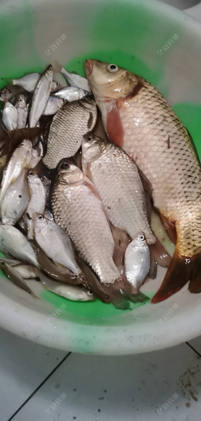 再战鳑鲏窝,浓醒鲫,蚯蚓钓鱼