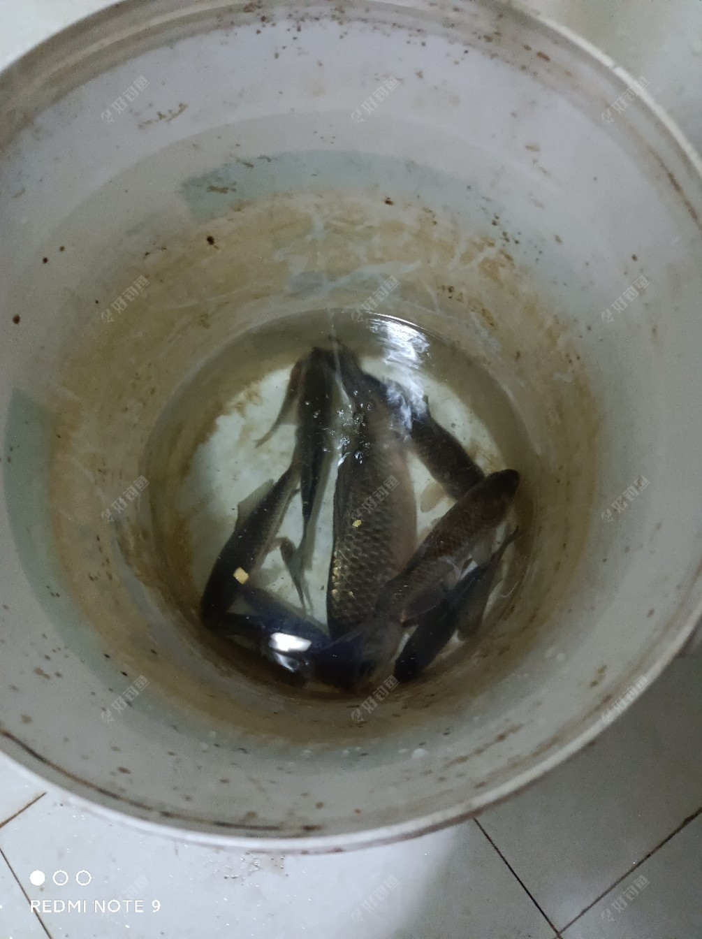 立春第一钓 鳊鱼鳑鲏翩翩到