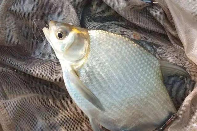 别嫌鳊鱼不大,没试过这种钓法,很难体会快感
