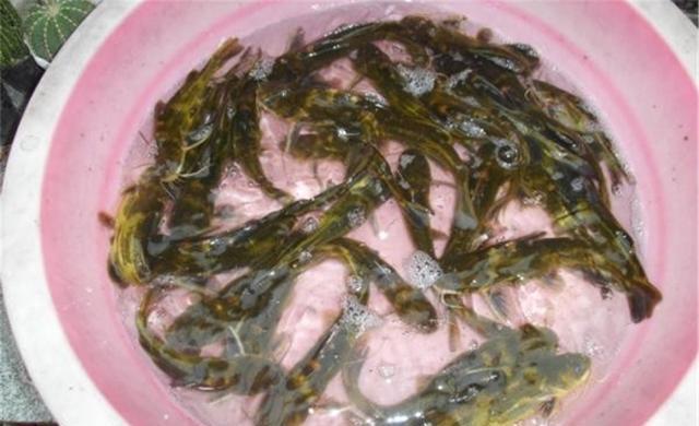 深秋野钓黄颡鱼,在这四种位置下竿