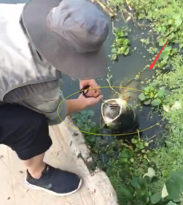 江苏一钓鱼人钓获“水老虎”，因太重拉不出水