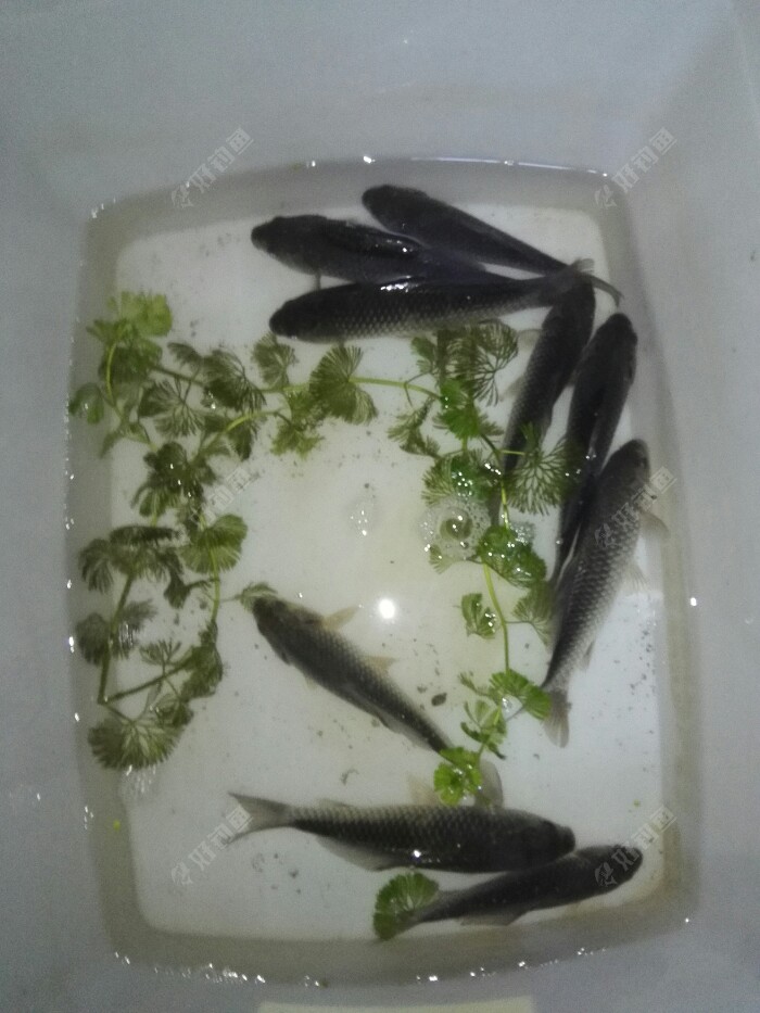试钓“扁草战”，大获手板鲫