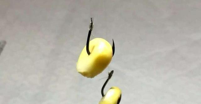用玉米自制专攻草鱼的饵料配方