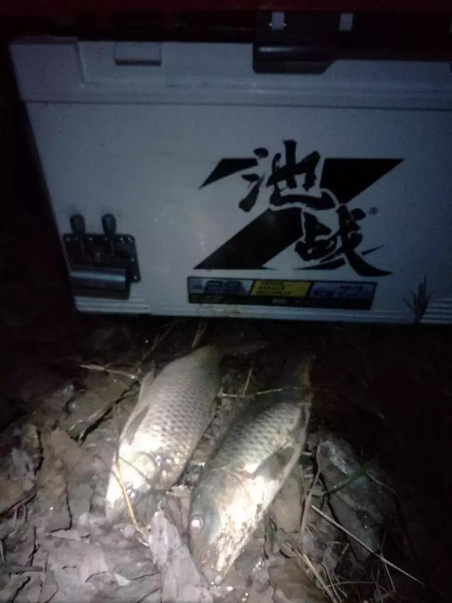 炎夏夜钓,这7个技巧助你轻松钓上大鲤鱼