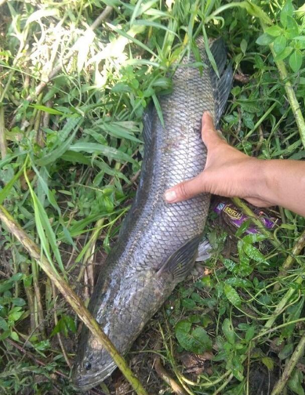 野钓黑鱼用几号鱼钩？详细解答