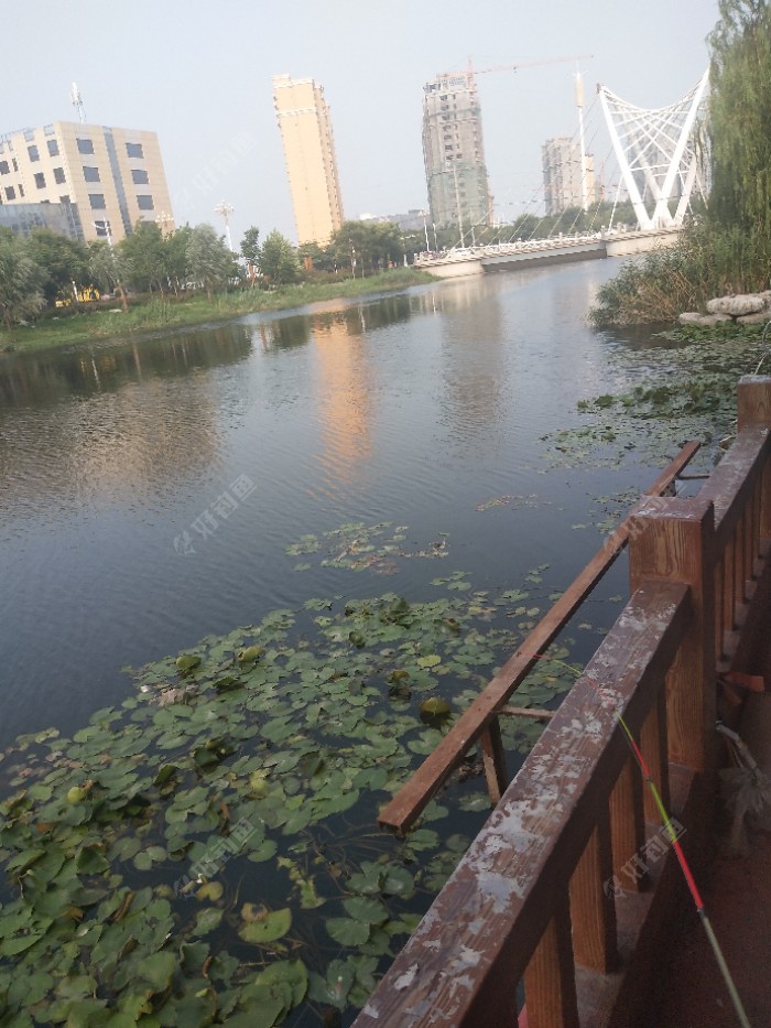 试钓《药膳诱》金马河钓黄颡鱼鲫鱼
