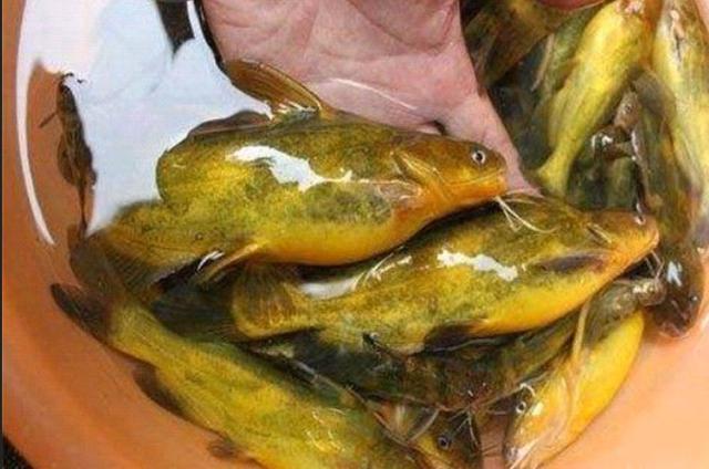 征服黄颡鱼就得用这钓法,暗静浑活荤腥多粗大