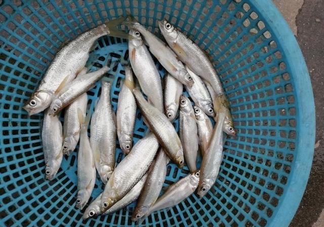 野钓长江鱼类,钓获20条翘嘴鱼,还有一筐黄辣丁和鲫鱼