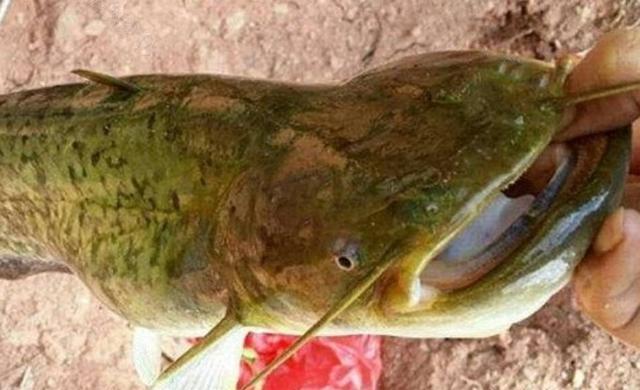 黄河钓鱼，野钓10斤的凶猛鲶鱼，用脸盆都装不下它了