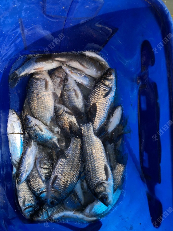 转移钓场,战流圴瑶河,鲫鱼小爆护